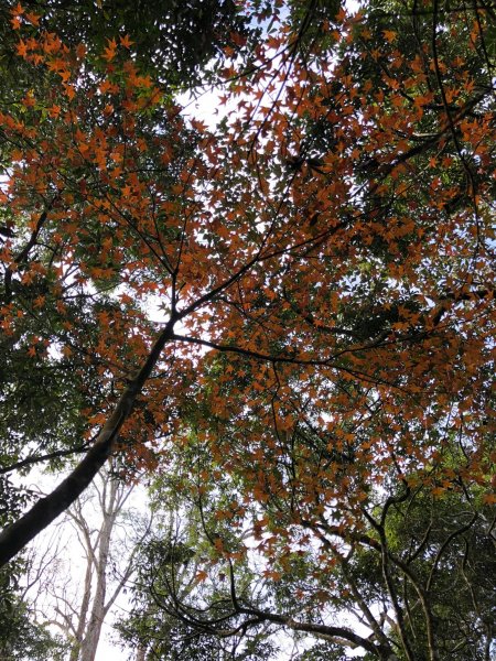 馬那邦山登山步道 NO 37 / 苗栗縣大湖鄉--我的第13座小百岳1598249