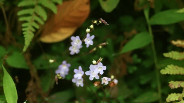 哈哼花（抱壁蟑螂）封面