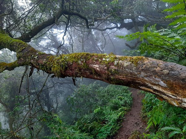 臺北大縱走2：興福寮登山口至小油坑791137