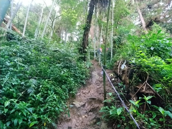 溪頭 南鳳凰山 天文台 神木O型 869808