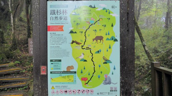 鐵杉林步道,見晴步道,鳩之澤步道2588291