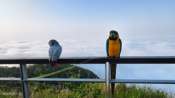 #觀音山 #雲瀑 #雲海 #夕陽 #琉璃光 3/223020069