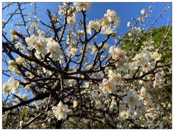 鳳凰谷步道(鹿谷鄉)2690465