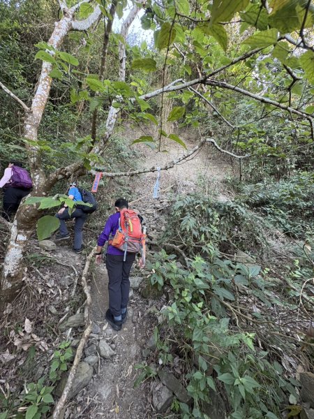 20251123三腳南山登山步道2944447