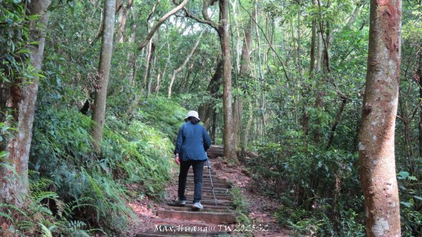 《苗栗》桐花茶園｜四月雪小徑登慈濟山三義山202504272771202