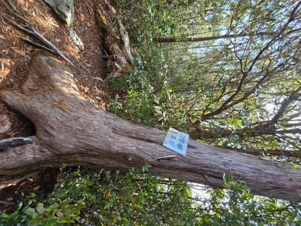 蝶夢八唐（裡冷登山口往返）八仙山出雲海下山順賞富士櫻2722727