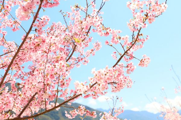 拉拉山的櫻花286551
