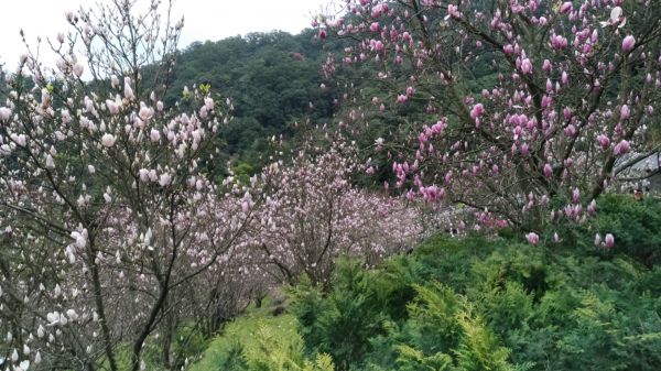 長在樹上的蓮花!271884