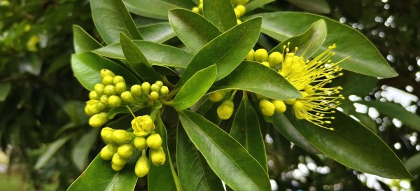 2025/10/24_明德水庫湖濱步道2925667