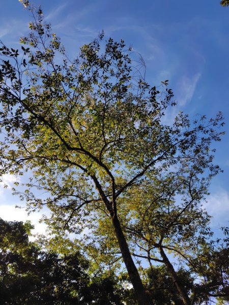 稍來小雪山國家步道、船型山、鞍馬山、鞍馬山東北峰、天池、雪山神木2799660