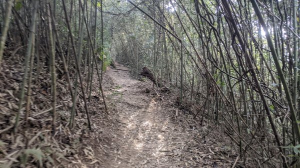 馬那邦山步道(珠湖登山口上)1585912