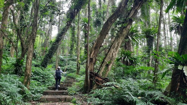 《南投》竹林茶園｜鳳凰谷步道環鳳凰山寺O繞202506222817519