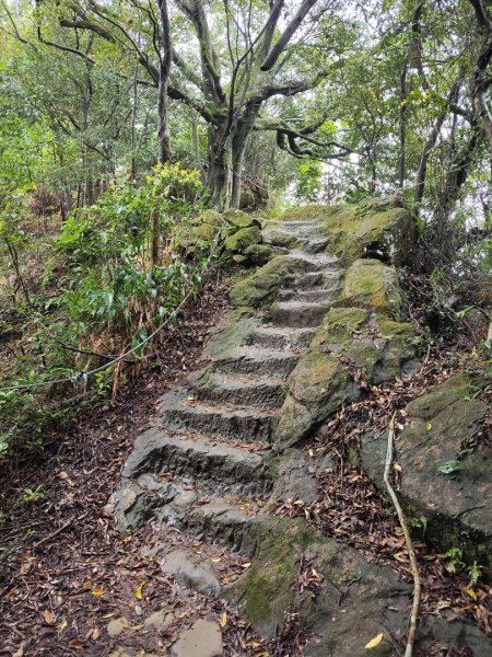 微笑山線：【天上山系】望月亭桐花段3001586