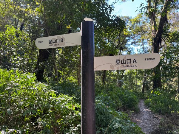 雪山坑登山步道尋巨人2978249