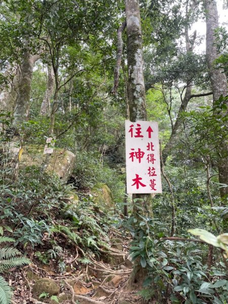 北得拉曼內鳥嘴山賞黃金山毛櫸、神木、雲海2647856