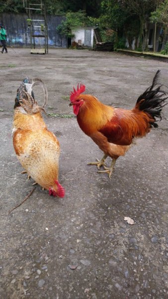 璀璨百年淡蘭古道～崩山坑古道、溪尾寮山、保城坑古道、虎豹潭步道O走1313457