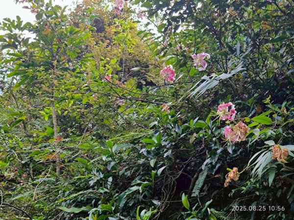 岩壁上的花、艷紅鹿子百合（22869779