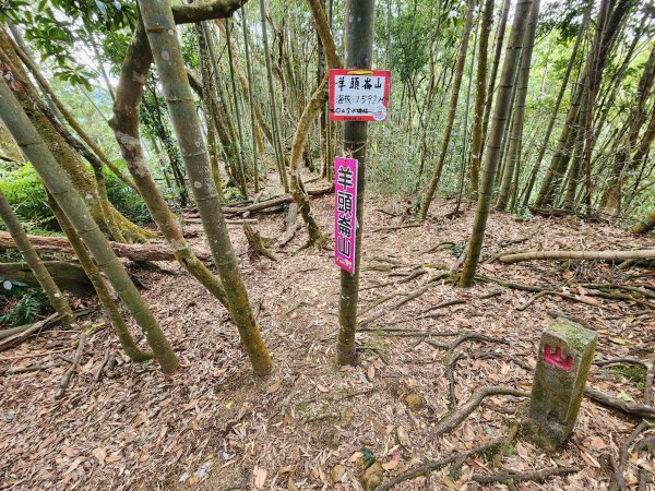 20251228溪頭山龍鳳山嶺頭山O型2992380