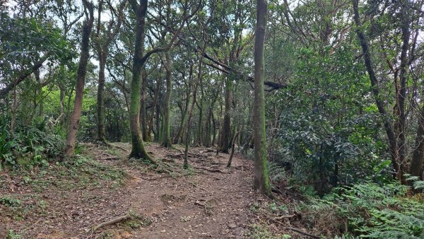 20240308汐止大尖山步道-四分尾山-耳空龜山2448639