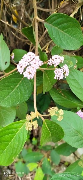 基隆山步道-交通便利、有山有水、逛老街、吃芋圓1335368