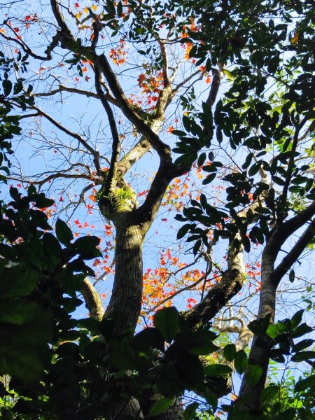 三峽白雞三山2963358