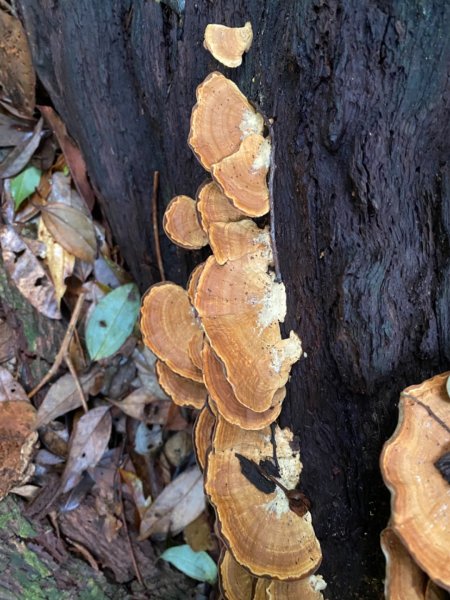 水社大山水晶蘭大爆發881620