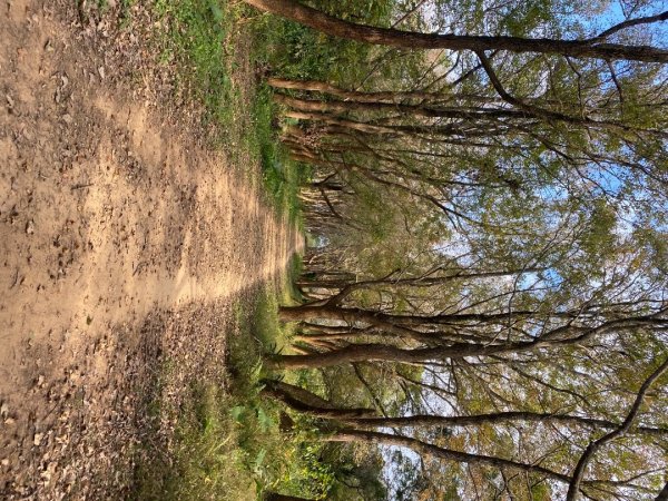 苗栗頭份-老崎古道2628349