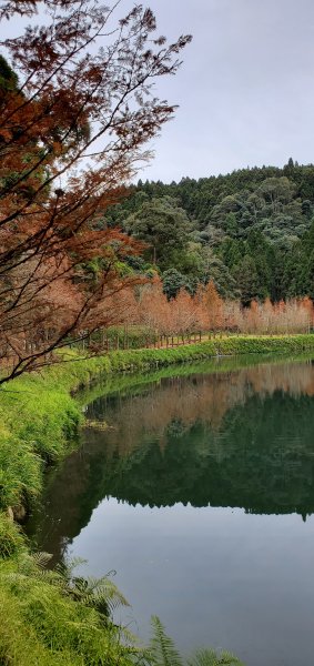 2023-01-01杉林溪青龍蕨類步道(青龍瀑布)、松瀧岩瀑布及天地眼步道1978866