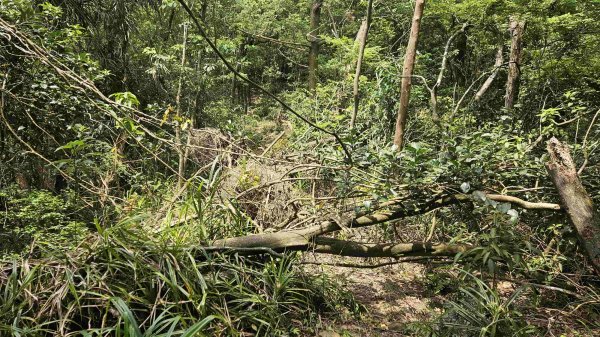 20250503藍鵲峰-平溪子山-畝畝山-青林山2777587