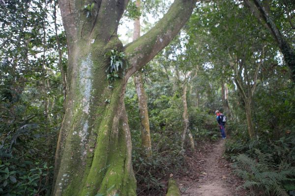 關西赤科山 東獅頭山連走218810