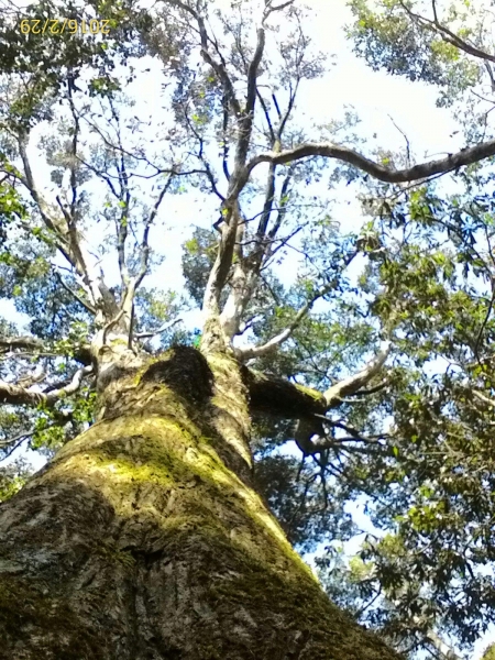 20160229新竹關西蓮苞山,外鳥嘴山31371