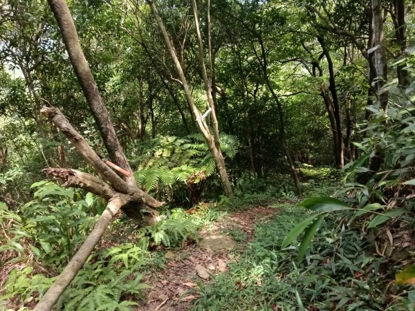 汐止區夢湖保線路+單車夢湖路O型2894095