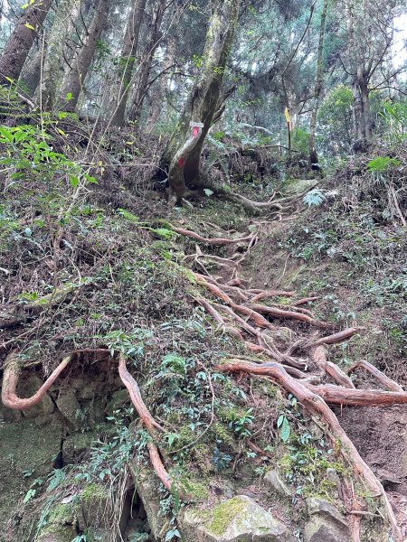 兒玉山連走東水山O型輕鬆走2456892