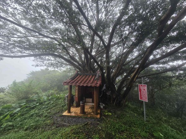 20260819九芎林山西北峰-主峰-土地公嶺3111507