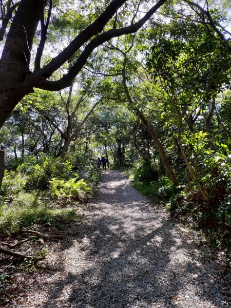 虎頭山-虎嶺迎風步道775383