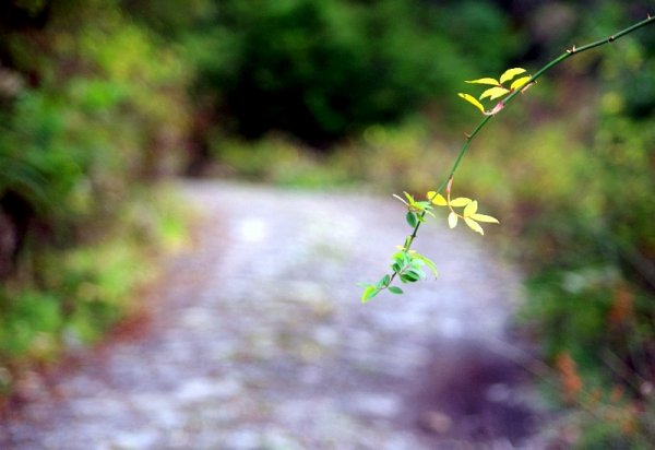 山風15度C吹拂 ~ 合歡溪 步道1551801