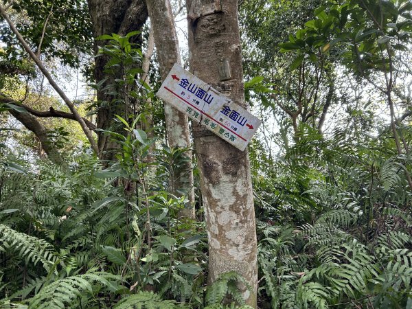 桃園金面山2752272