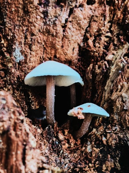 貴妃那結P 型縱走11310122621973