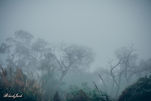 三義霧の森260903