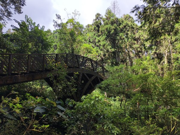 [百山百鳥尋旅-05/15] 2025_0830 溪頭賞鳥步道_銀杏步道2875529