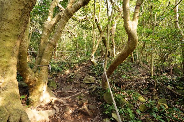 新北 八里 觀音山、牛港稜山2681328