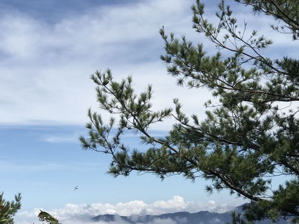 觀霧.榛山.雲霧步道179055