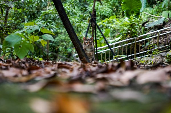 劍潭山小百岳｜老地方觀機平台2886025