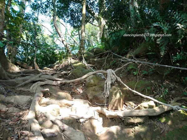 【桃園】溪洲山步道~ 眺望桃園台地小百岳1599298