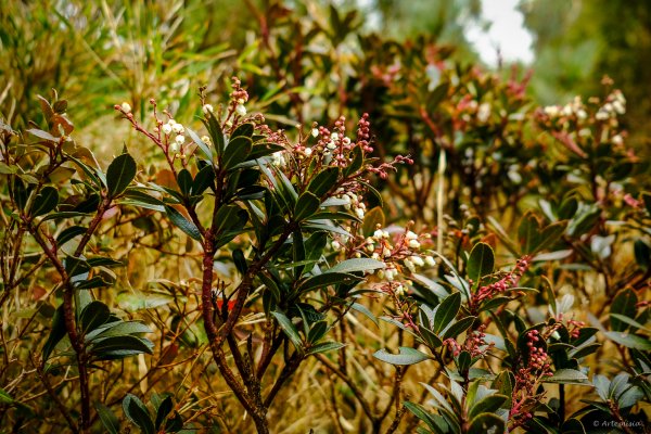 [冬訪大霸聖山岳參行]-榮耀桂冠B'bu' Papak聖稜精選輯2974841
