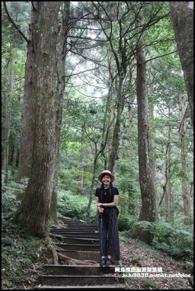 東眼山打卡新亮點森林裡的木構裝置藝術1021823