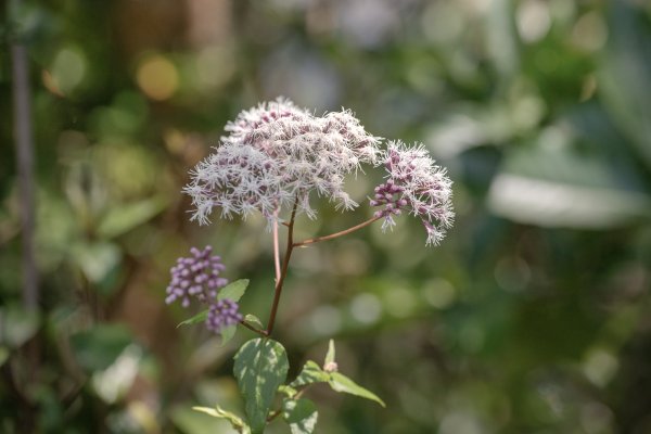 南澳/朝陽國家步道2751975