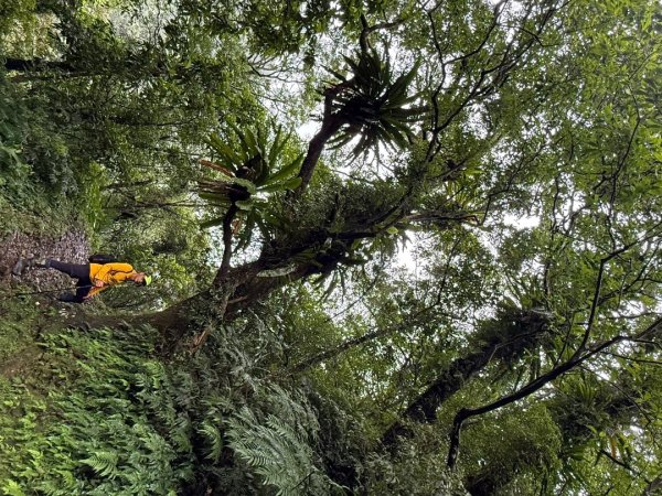 淡蘭中路五段2971951