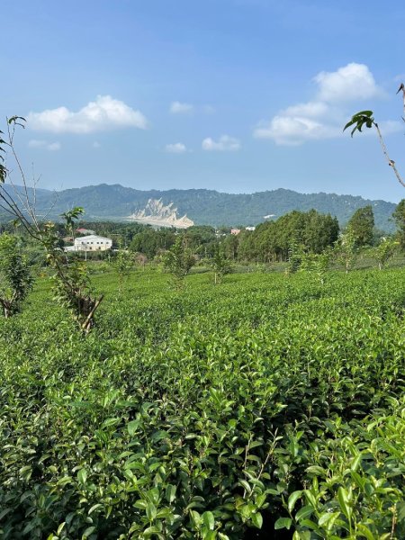 ［竹山］山坪頂茶山七星步道2909673