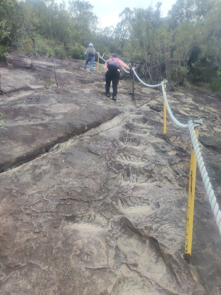 金面山親山步道2664148